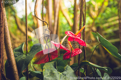 Image of Anthurium flowers in a rainforest