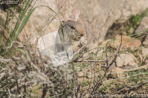 Image of Uinta Ground Squirrel eating grass