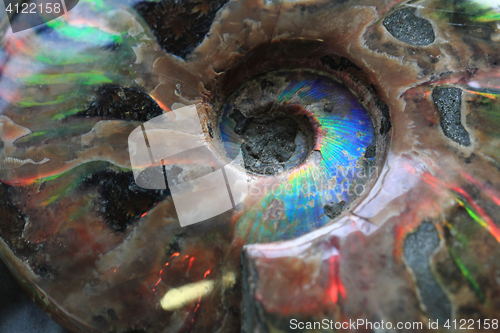 Image of ammonites fossil background