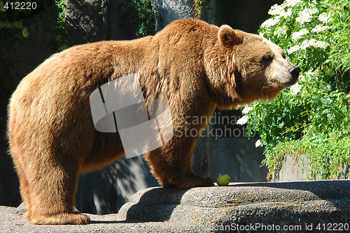 Image of Bear eating an apple