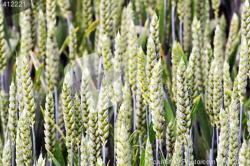 Image of Corn ears