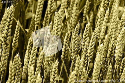 Image of Corn spikes