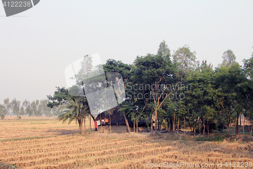 Image of Rice field in West Bengal, India