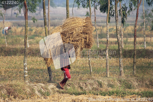 Image of Farmer carries rice from the farm home in Baidyapur, West Bengal, India