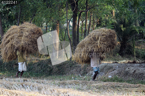 Image of Farmer carries rice from the farm home in Baidyapur, West Bengal, India