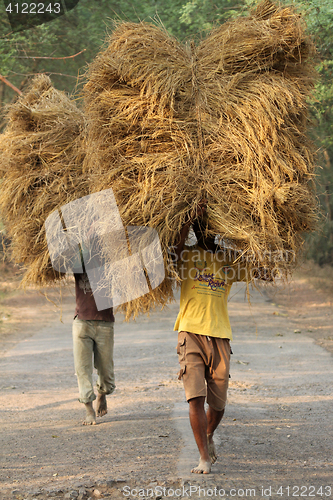 Image of Farmer carries rice from the farm home in Baidyapur, West Bengal, India