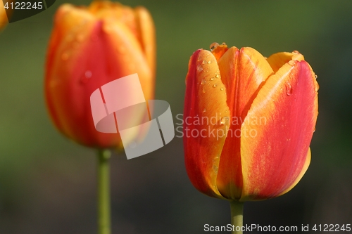 Image of Tulips in full bloom