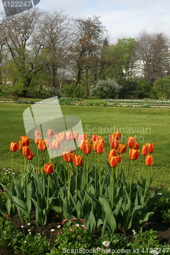 Image of Tulips in full bloom