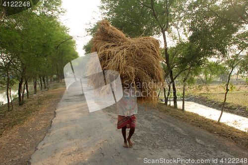 Image of  Farmer carries rice from the farm home in Baidyapur, West Bengal, India