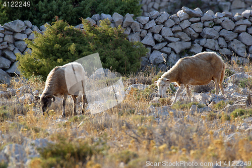 Image of Sheep