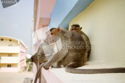 Image of Monkey on ledge of multistory building 1. Problem of cohabitatio