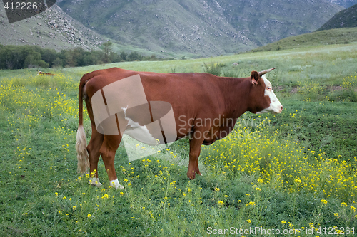 Image of Cattle-breeding. Young cow on mountain meadows