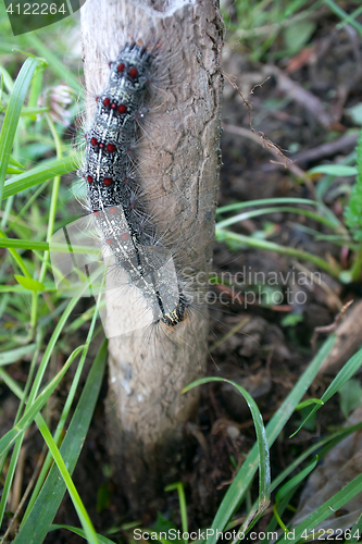 Image of Lymantria dispar caterpillars move in forest.