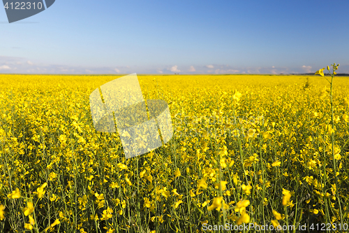 Image of yellow flower rape