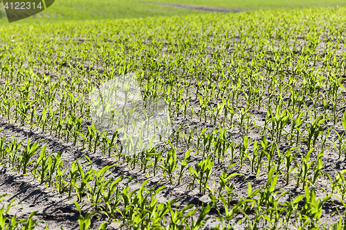 Image of agricultural field with corn