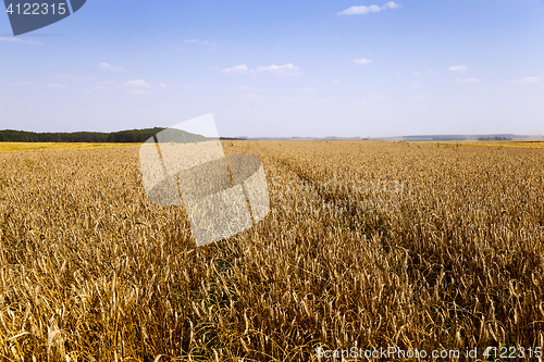 Image of agricultural field of cereals