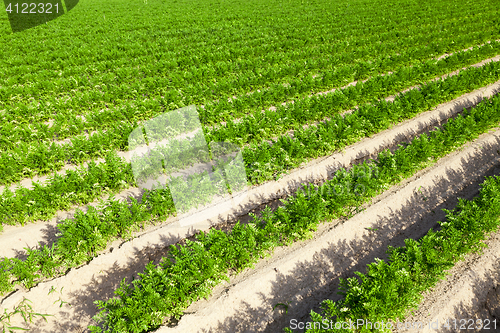 Image of Field with carrot