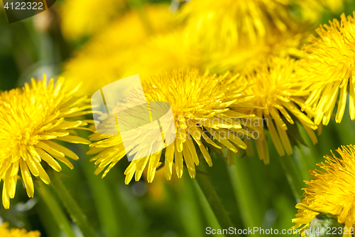 Image of yellow dandelions in spring