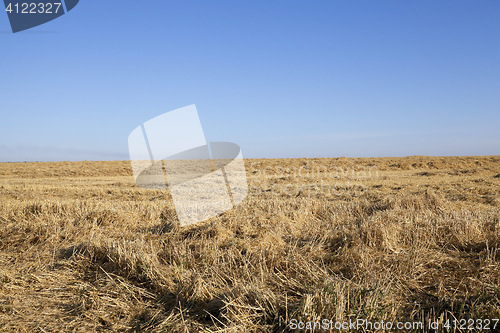 Image of ripe yellow cereals