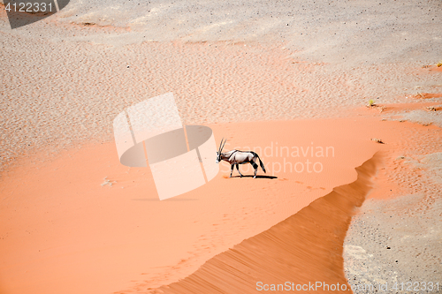 Image of oryx on sand