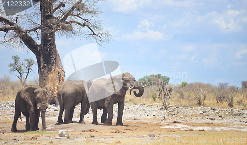 Image of elephants in Africa