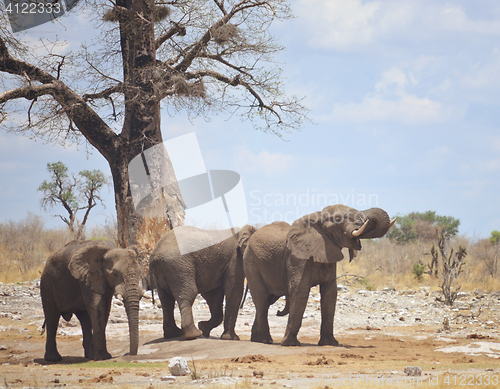 Image of elephants in Africa