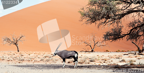 Image of oryx in desert