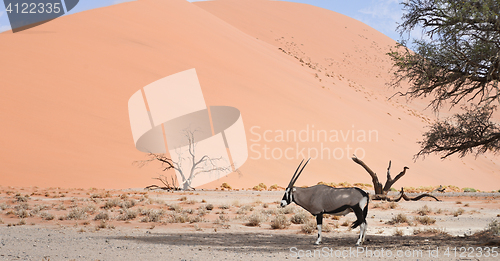 Image of oryx in Africa