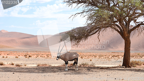 Image of oryx on sand