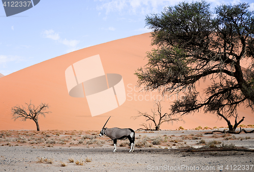 Image of oryx in Namibia