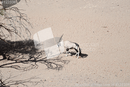 Image of oryx in Namibia