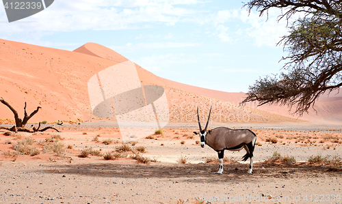 Image of oryx in Africa