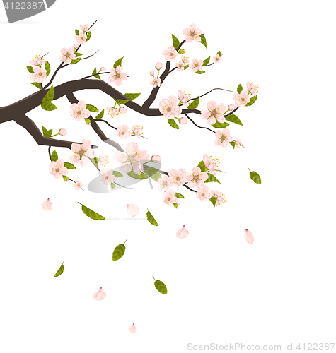 Image of Cherry Blossom, Branch of Tree with Flying Petals Isolated on Wh