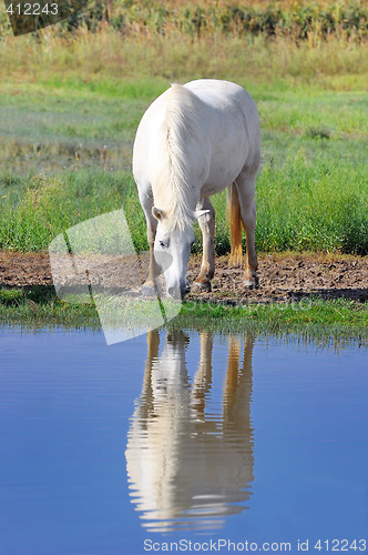 Image of White horse