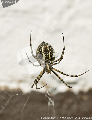 Image of Garden Spider Yellow and Black