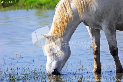 Image of White horse