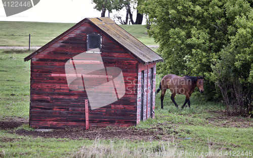 Image of Horse in Sasklatchewan