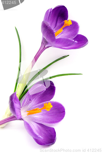 Image of Blue crocus