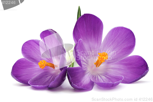 Image of Blue crocus