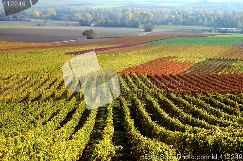 Image of Vineyard. The Rhine Valley, Germany