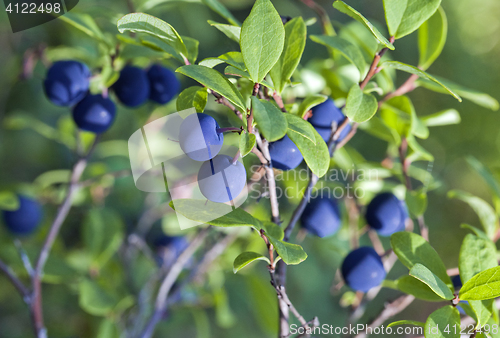 Image of Blueberry bush, close-up