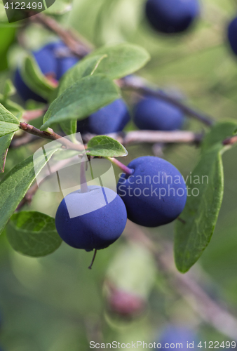 Image of Blueberry bush, close-up