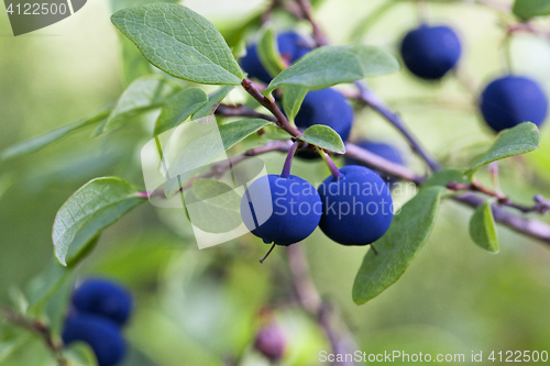 Image of Blueberry bush, close-up