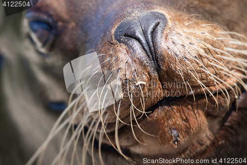 Image of Sea lion closeup