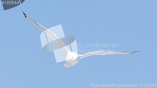 Image of Black-legged kittiwake flying