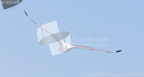 Image of Black-legged kittiwake flying