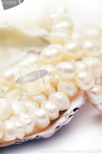 Image of Pearls necklace in oyster shell