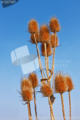 Image of Dry thistle against blue sky