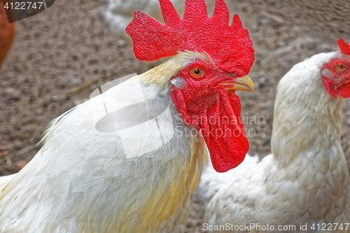 Image of Adult big white rooster with red crest