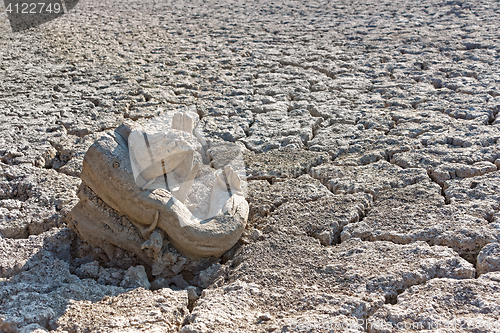 Image of Dry tree root on the dried soil